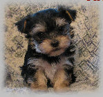 s%26lpuppies016024.jpg