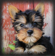 purebred toy breed non shedding yorkie puppies for sale